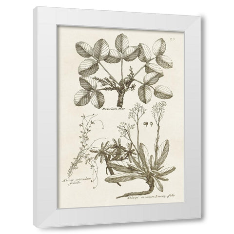 Sepia Botanical Journal VI White Modern Wood Framed Art Print by Vision Studio