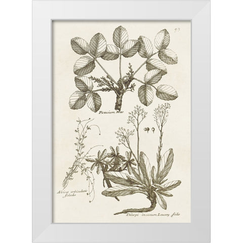 Sepia Botanical Journal VI White Modern Wood Framed Art Print by Vision Studio