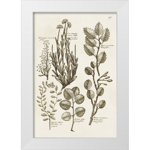 Sepia Botanical Journal VIII White Modern Wood Framed Art Print by Vision Studio