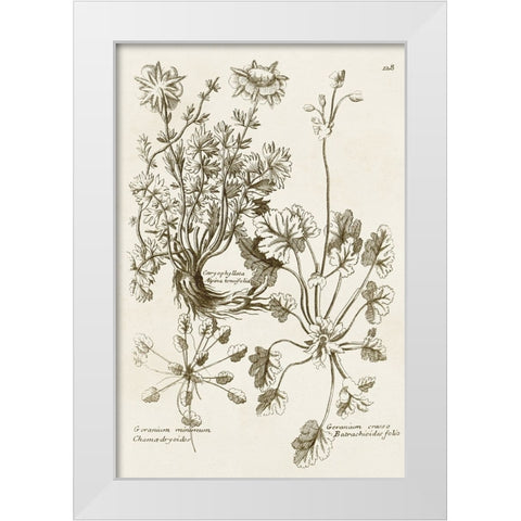 Sepia Botanical Journal IX White Modern Wood Framed Art Print by Vision Studio