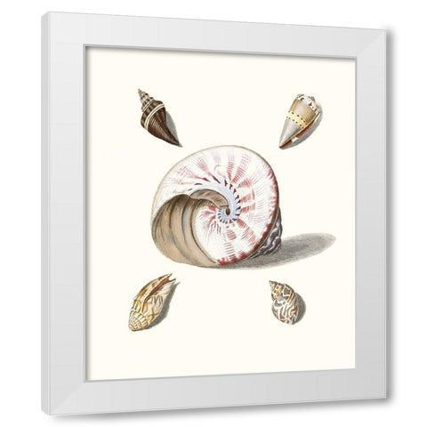 Pastel Knorr Shells II White Modern Wood Framed Art Print by Knorr, G.W.