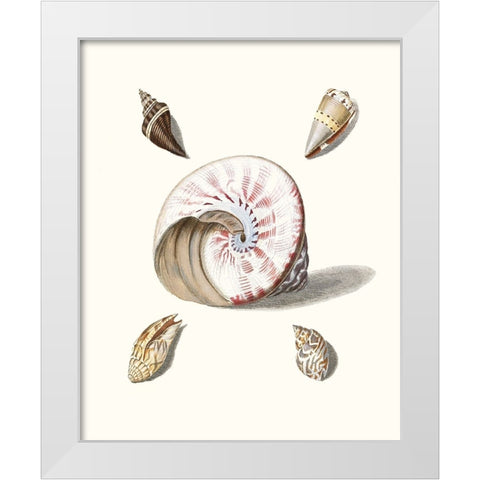 Pastel Knorr Shells II White Modern Wood Framed Art Print by Knorr, G.W.