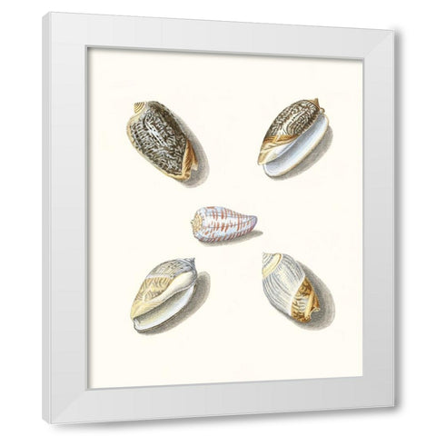 Pastel Knorr Shells III White Modern Wood Framed Art Print by Knorr, G.W.