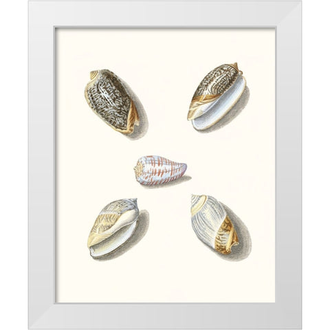 Pastel Knorr Shells III White Modern Wood Framed Art Print by Knorr, G.W.