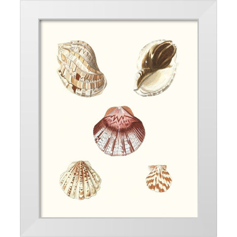 Pastel Knorr Shells V White Modern Wood Framed Art Print by Knorr, G.W.