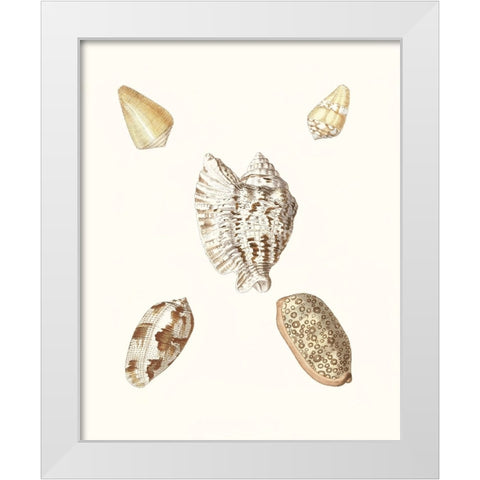 Pastel Knorr Shells VI White Modern Wood Framed Art Print by Knorr, G.W.