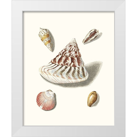 Pastel Knorr Shells VII White Modern Wood Framed Art Print by Knorr, G.W.