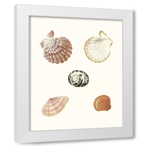 Pastel Knorr Shells VIII White Modern Wood Framed Art Print by Knorr, G.W.