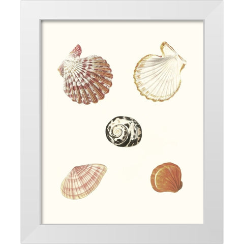 Pastel Knorr Shells VIII White Modern Wood Framed Art Print by Knorr, G.W.