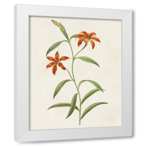 Flowers of the Seasons III White Modern Wood Framed Art Print by Unknown