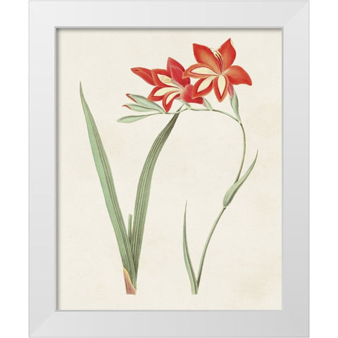 Flowers of the Seasons IV White Modern Wood Framed Art Print by Unknown