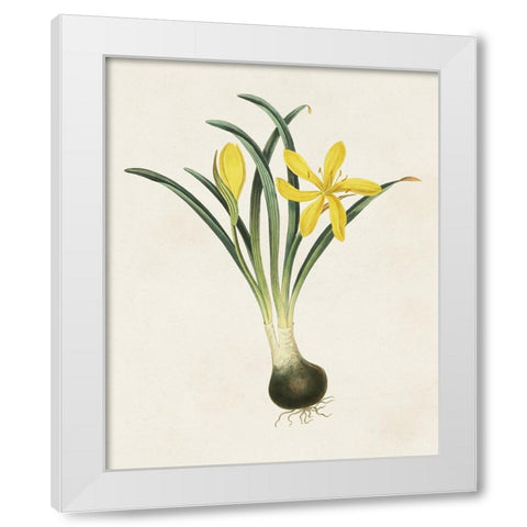Flowers of the Seasons VI White Modern Wood Framed Art Print by Unknown