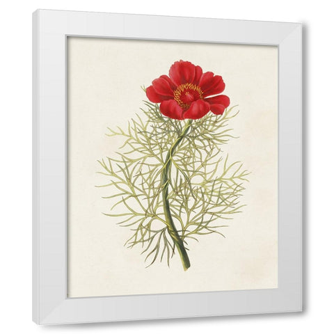 Flowers of the Seasons VII White Modern Wood Framed Art Print by Unknown