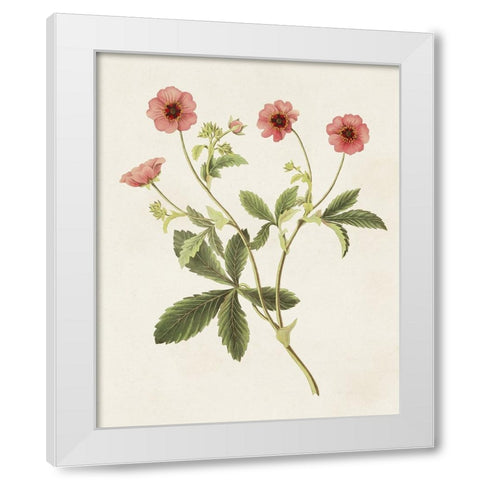 Flowers of the Seasons VIII White Modern Wood Framed Art Print by Unknown