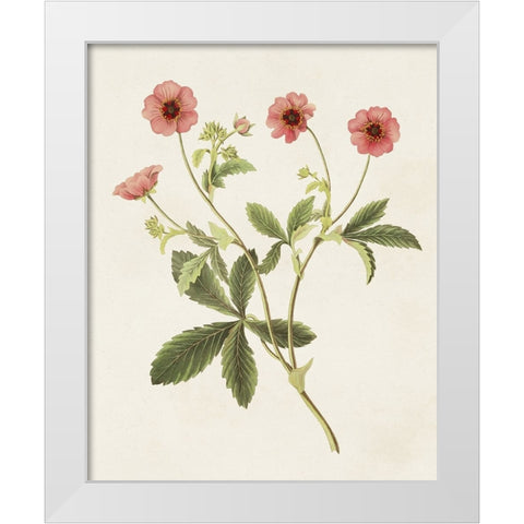 Flowers of the Seasons VIII White Modern Wood Framed Art Print by Unknown