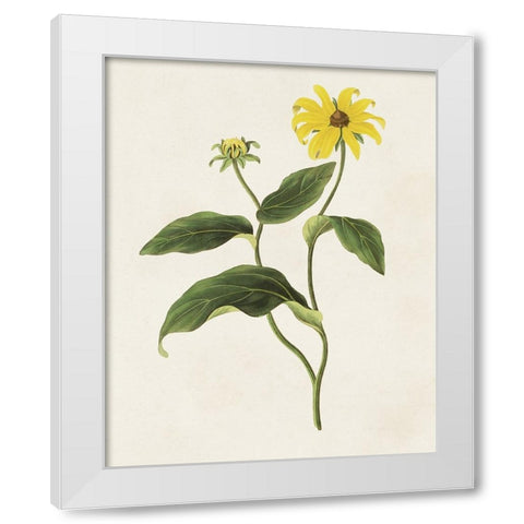 Flowers of the Seasons X White Modern Wood Framed Art Print by Unknown