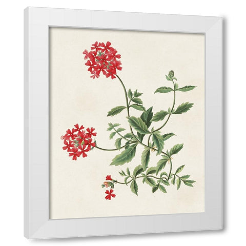 Flowers of the Seasons XI White Modern Wood Framed Art Print by Unknown