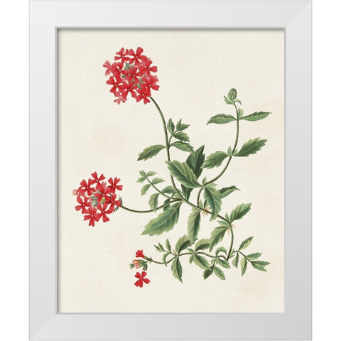 Flowers of the Seasons XI White Modern Wood Framed Art Print by Unknown