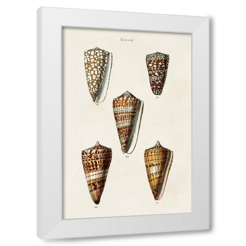 Cone Shell Collection II White Modern Wood Framed Art Print by Unknown