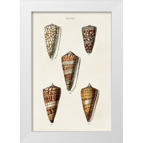 Cone Shell Collection II White Modern Wood Framed Art Print by Unknown