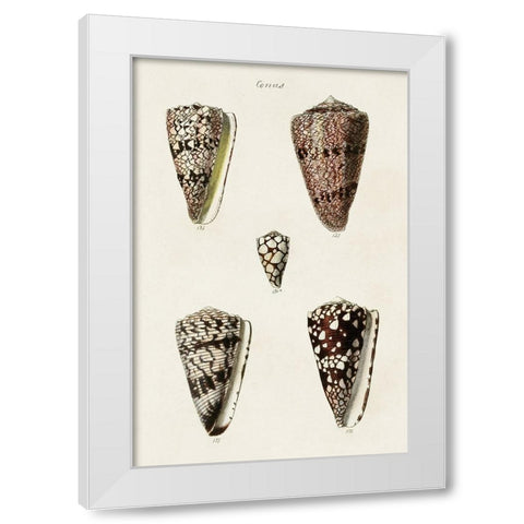 Cone Shell Collection III White Modern Wood Framed Art Print by Unknown