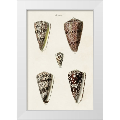 Cone Shell Collection III White Modern Wood Framed Art Print by Unknown
