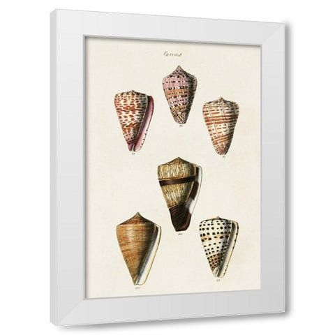 Cone Shell Collection IV White Modern Wood Framed Art Print by Unknown
