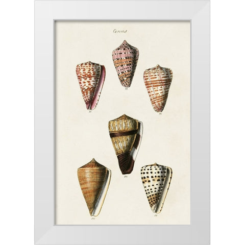 Cone Shell Collection IV White Modern Wood Framed Art Print by Unknown