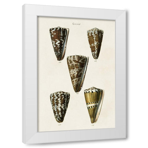 Cone Shell Collection V White Modern Wood Framed Art Print by Unknown
