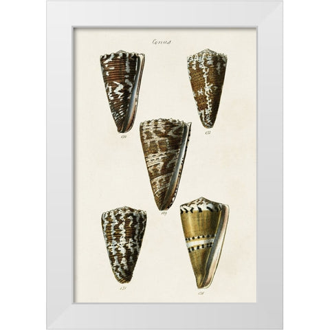 Cone Shell Collection V White Modern Wood Framed Art Print by Unknown