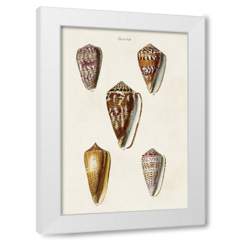 Cone Shell Collection VI White Modern Wood Framed Art Print by Unknown