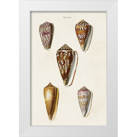 Cone Shell Collection VI White Modern Wood Framed Art Print by Unknown