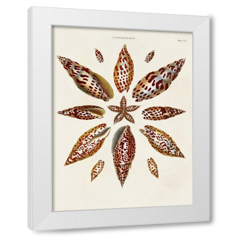 Spiral Shell Formation I White Modern Wood Framed Art Print by Seba, Albertus