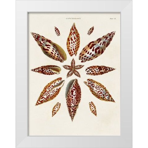 Spiral Shell Formation I White Modern Wood Framed Art Print by Seba, Albertus