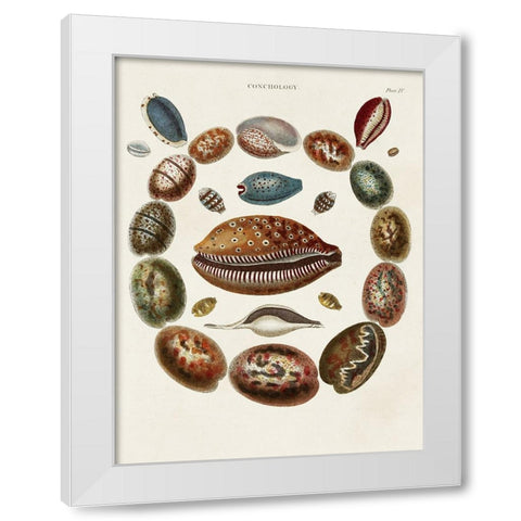 Spiral Shell Formation II White Modern Wood Framed Art Print by Seba, Albertus