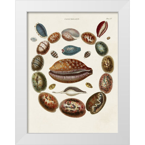 Spiral Shell Formation II White Modern Wood Framed Art Print by Seba, Albertus