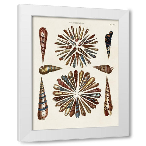 Spiral Shell Formation III White Modern Wood Framed Art Print by Seba, Albertus