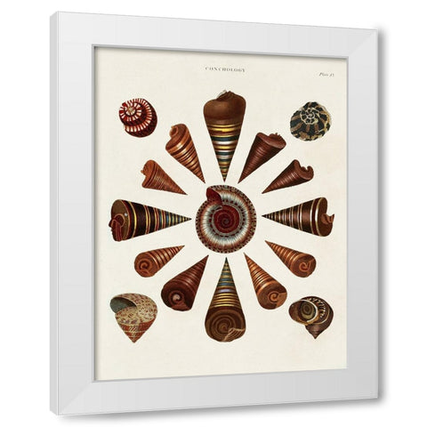 Spiral Shell Formation IV White Modern Wood Framed Art Print by Seba, Albertus