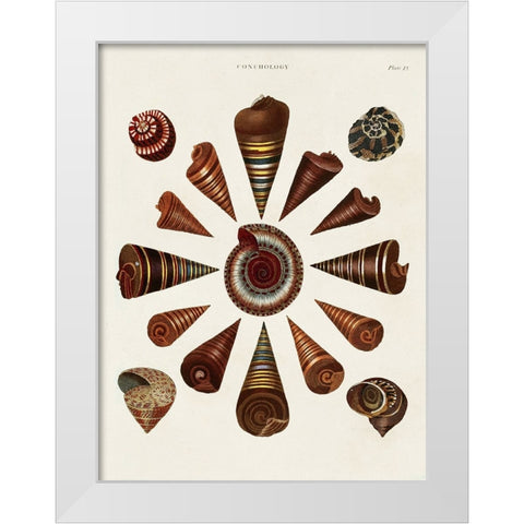 Spiral Shell Formation IV White Modern Wood Framed Art Print by Seba, Albertus