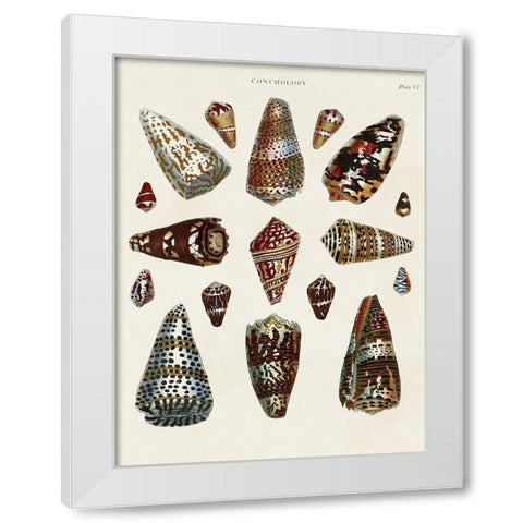 Spiral Shell Formation V White Modern Wood Framed Art Print by Seba, Albertus