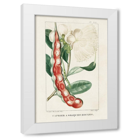 Turpin Tropical Botanicals VIII White Modern Wood Framed Art Print by Turpin