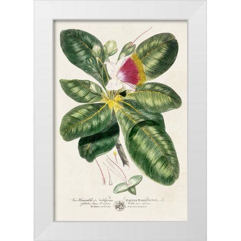 Imperial Tropical Botanical I White Modern Wood Framed Art Print by Miller, John