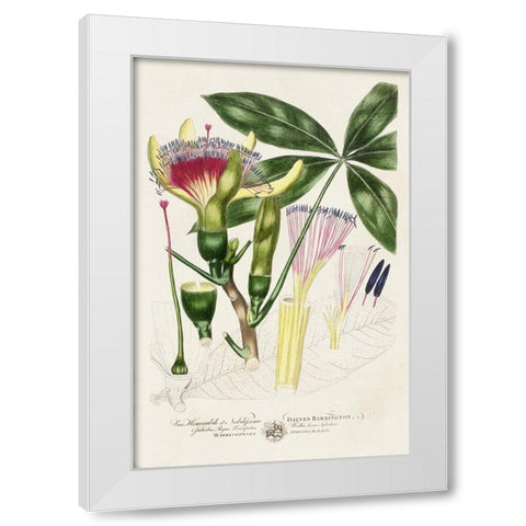 Imperial Tropical Botanical II White Modern Wood Framed Art Print by Miller, John