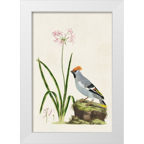 Bird in Habitat II White Modern Wood Framed Art Print by Unknown