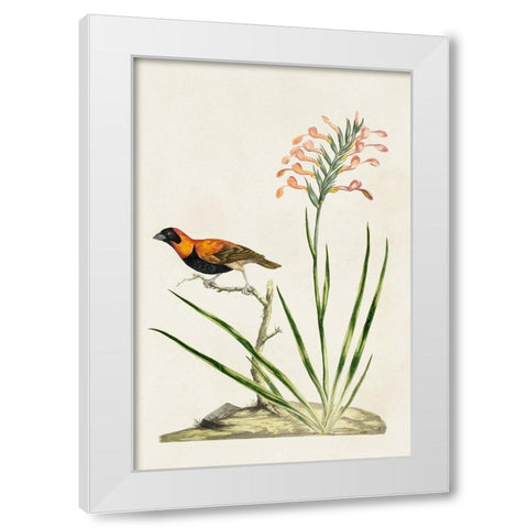 Bird in Habitat III White Modern Wood Framed Art Print by Unknown