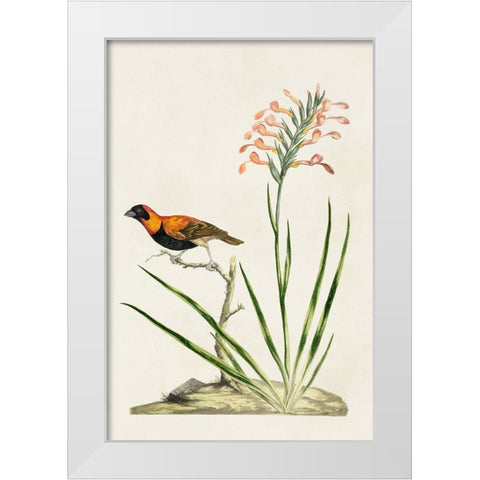 Bird in Habitat III White Modern Wood Framed Art Print by Unknown
