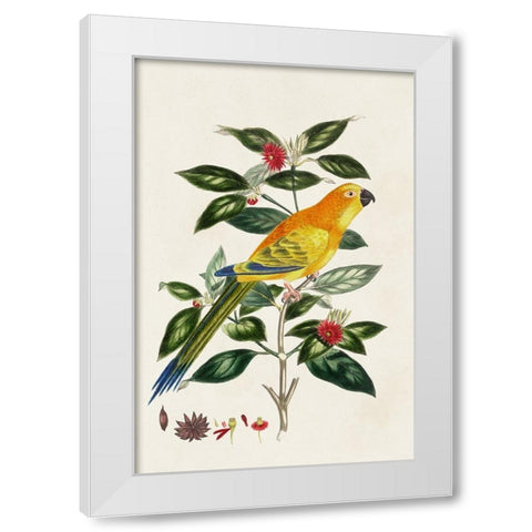 Bird in Habitat V White Modern Wood Framed Art Print by Unknown