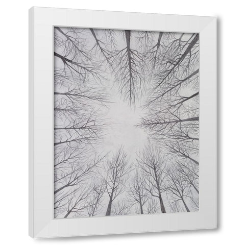 Deciduous Canopy I White Modern Wood Framed Art Print by Willett, Michael