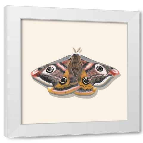 Watercolor Moths I White Modern Wood Framed Art Print by Willett, Michael