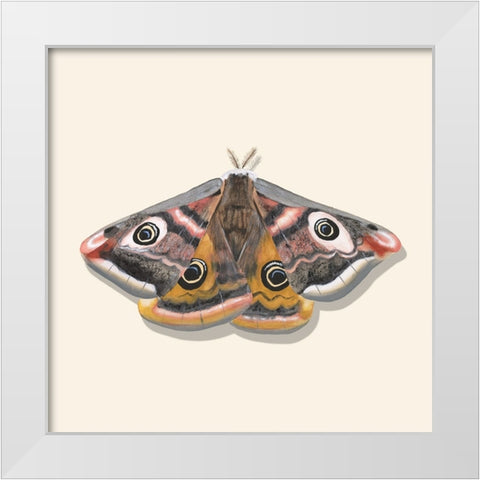 Watercolor Moths I White Modern Wood Framed Art Print by Willett, Michael